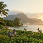 dodo bird history