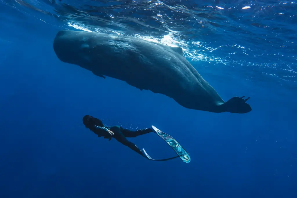 Mauritius Diving