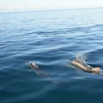 Top Places in Mauritius to See Dolphins