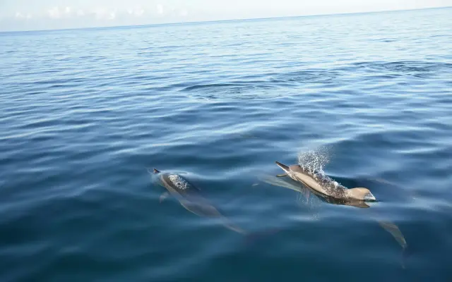 Top Places in Mauritius to See Dolphins