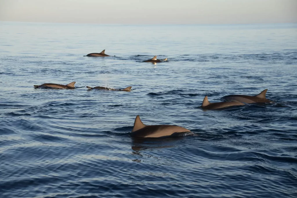 Top Places in Mauritius to See Dolphins