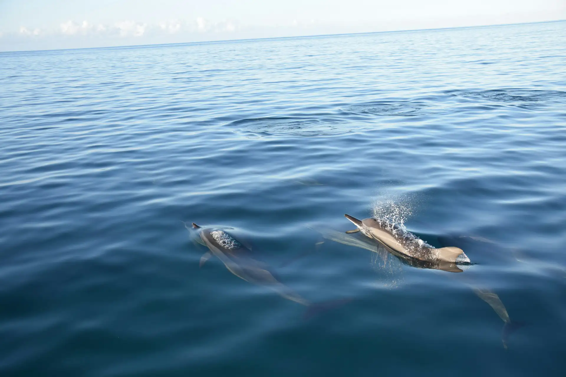 Top Places in Mauritius to See Dolphins