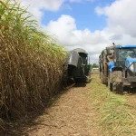 How Sugar Shaped Mauritius
