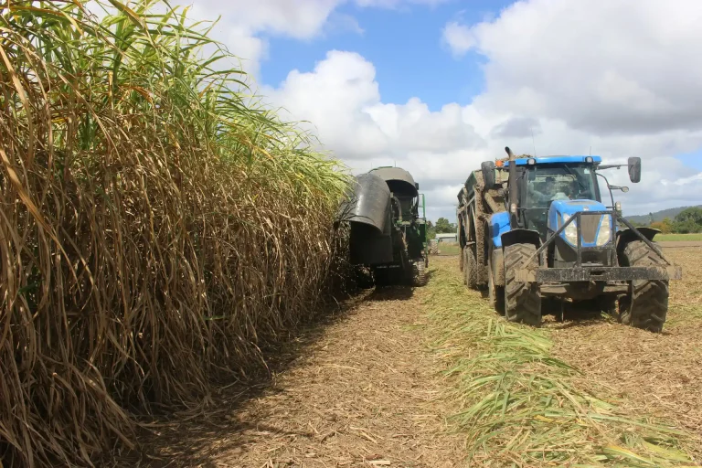 How Sugar Shaped Mauritius: From Plantations to L’Aventure du Sucre