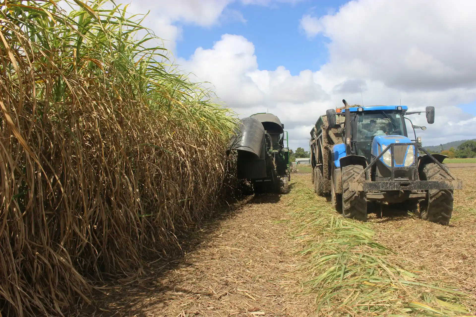 How Sugar Shaped Mauritius
